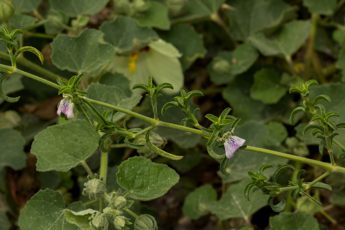 Pogonospermum divaricatum