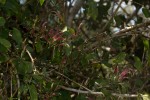 Anisotes formosissimus