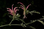 Anisotes formosissimus