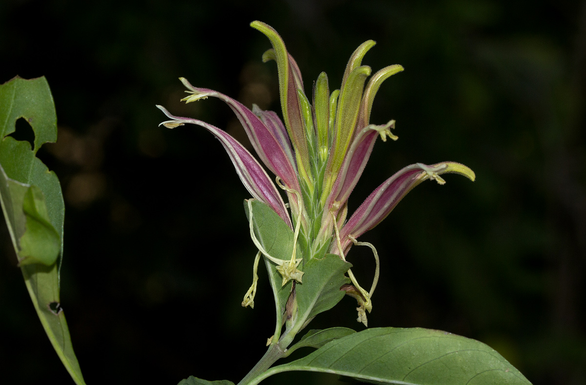 Anisotes formosissimus