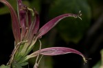 Anisotes formosissimus