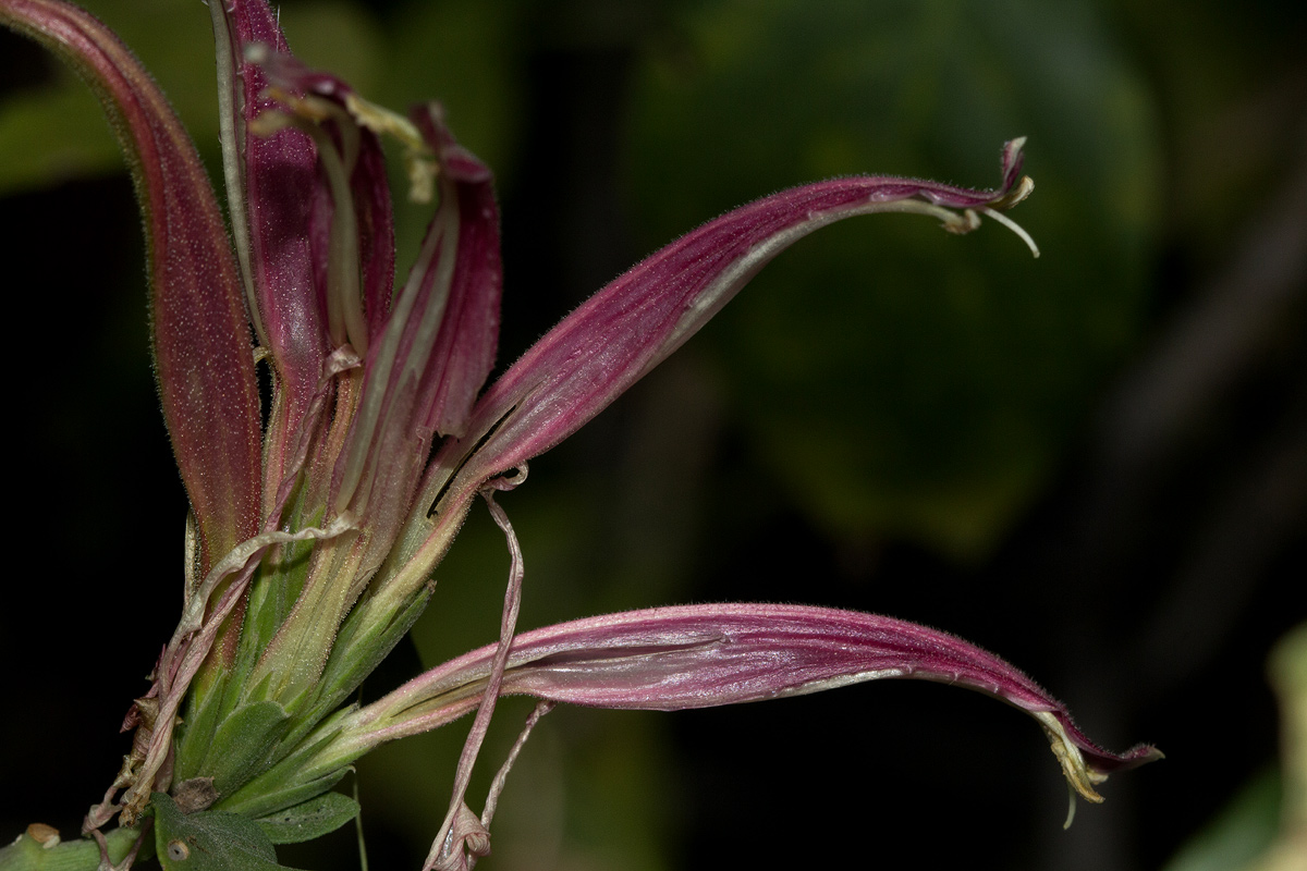 Anisotes formosissimus