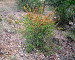 Anisotes rogersii