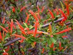 Anisotes rogersii