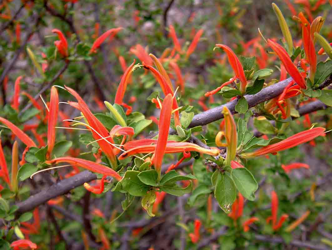 Anisotes rogersii