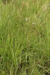 Kohautia amatymbica
