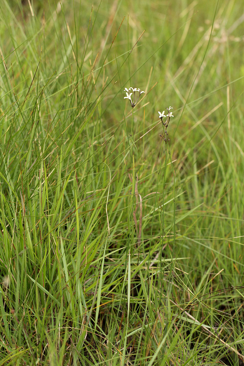 Kohautia amatymbica