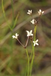 Kohautia amatymbica