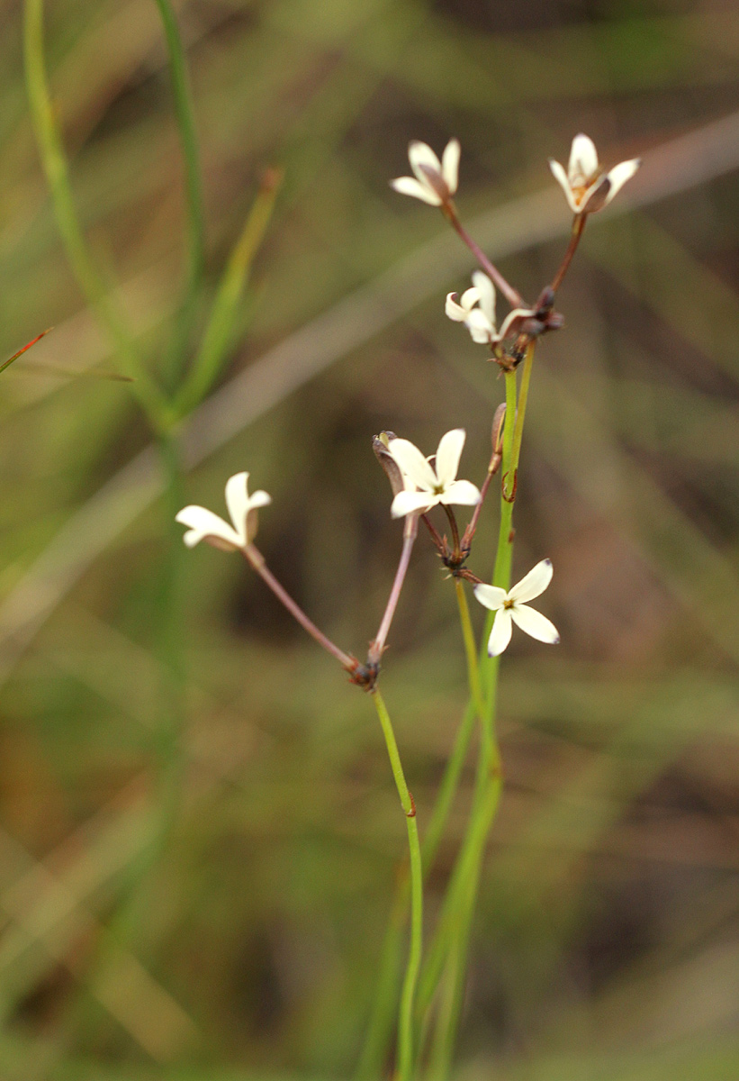 Kohautia amatymbica