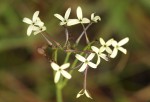 Kohautia amatymbica