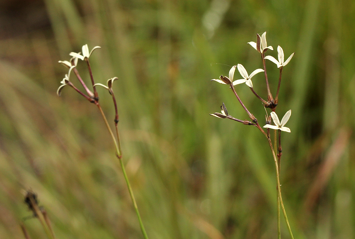 Kohautia amatymbica