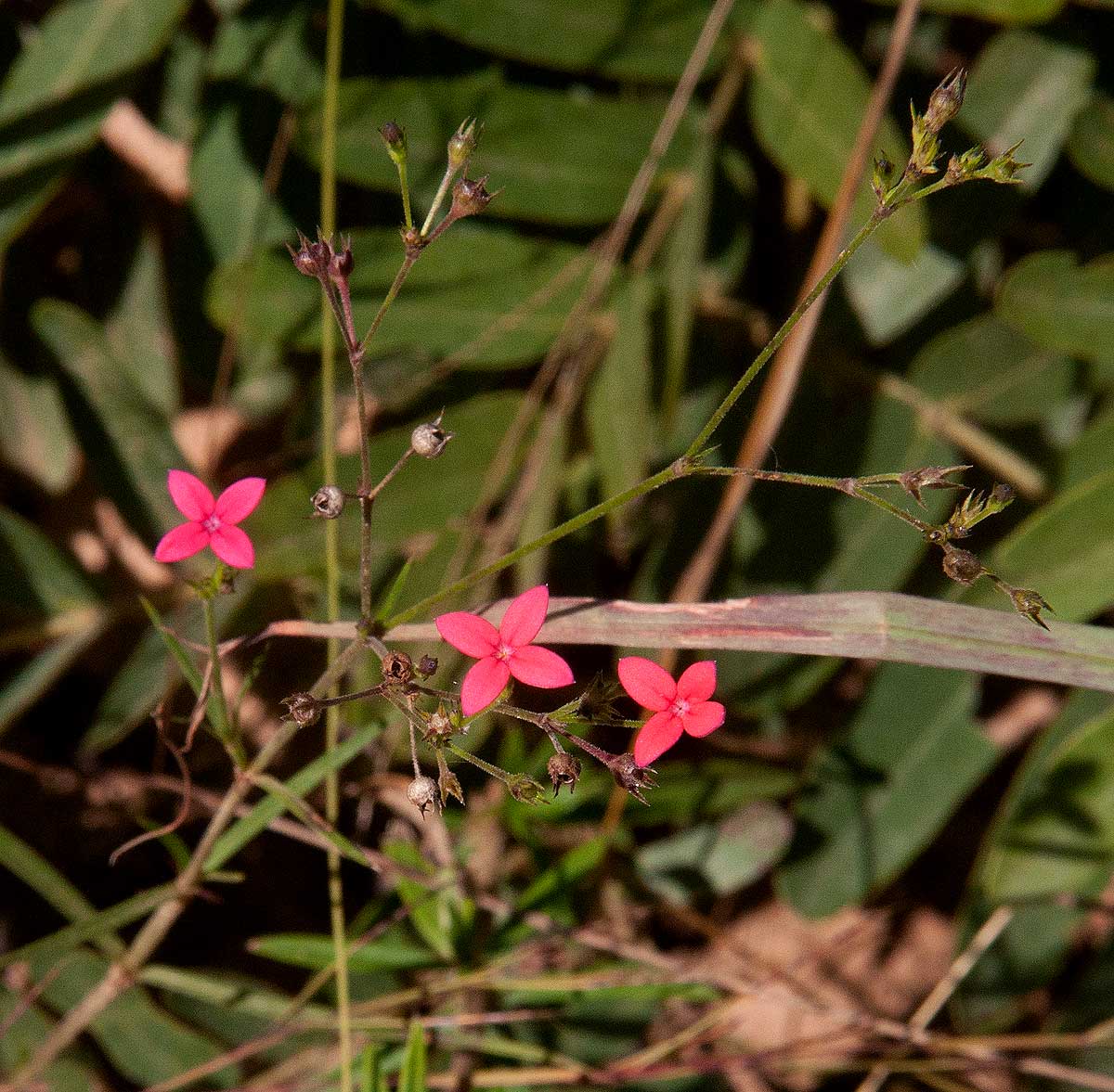 Cordylostigma longifolium