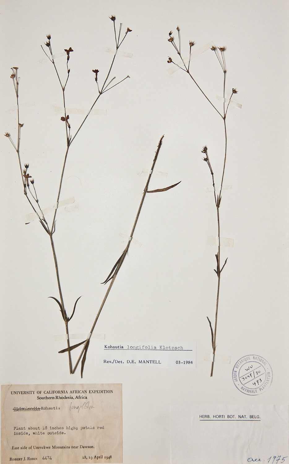 Cordylostigma longifolium