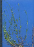 Cordylostigma longifolium