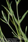 Cordylostigma longifolium
