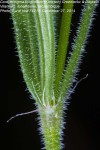 Cordylostigma longifolium