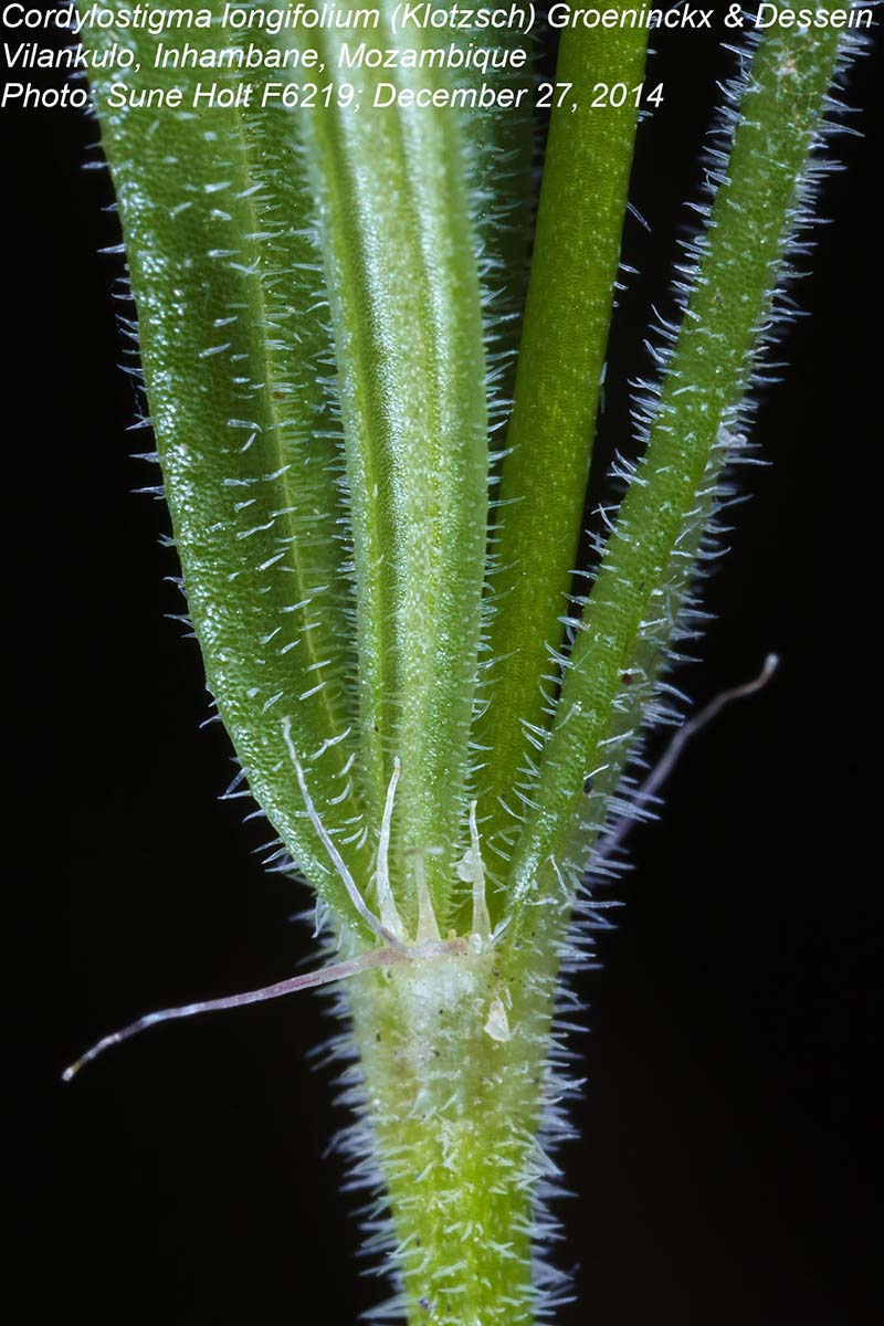 Cordylostigma longifolium