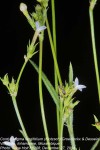Cordylostigma longifolium