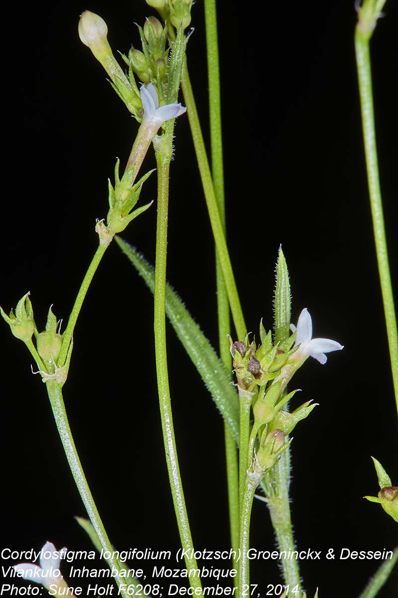 Cordylostigma longifolium