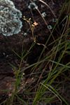 Cordylostigma longifolium
