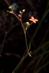 Cordylostigma longifolium