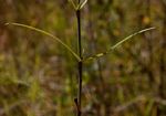 Cordylostigma longifolium