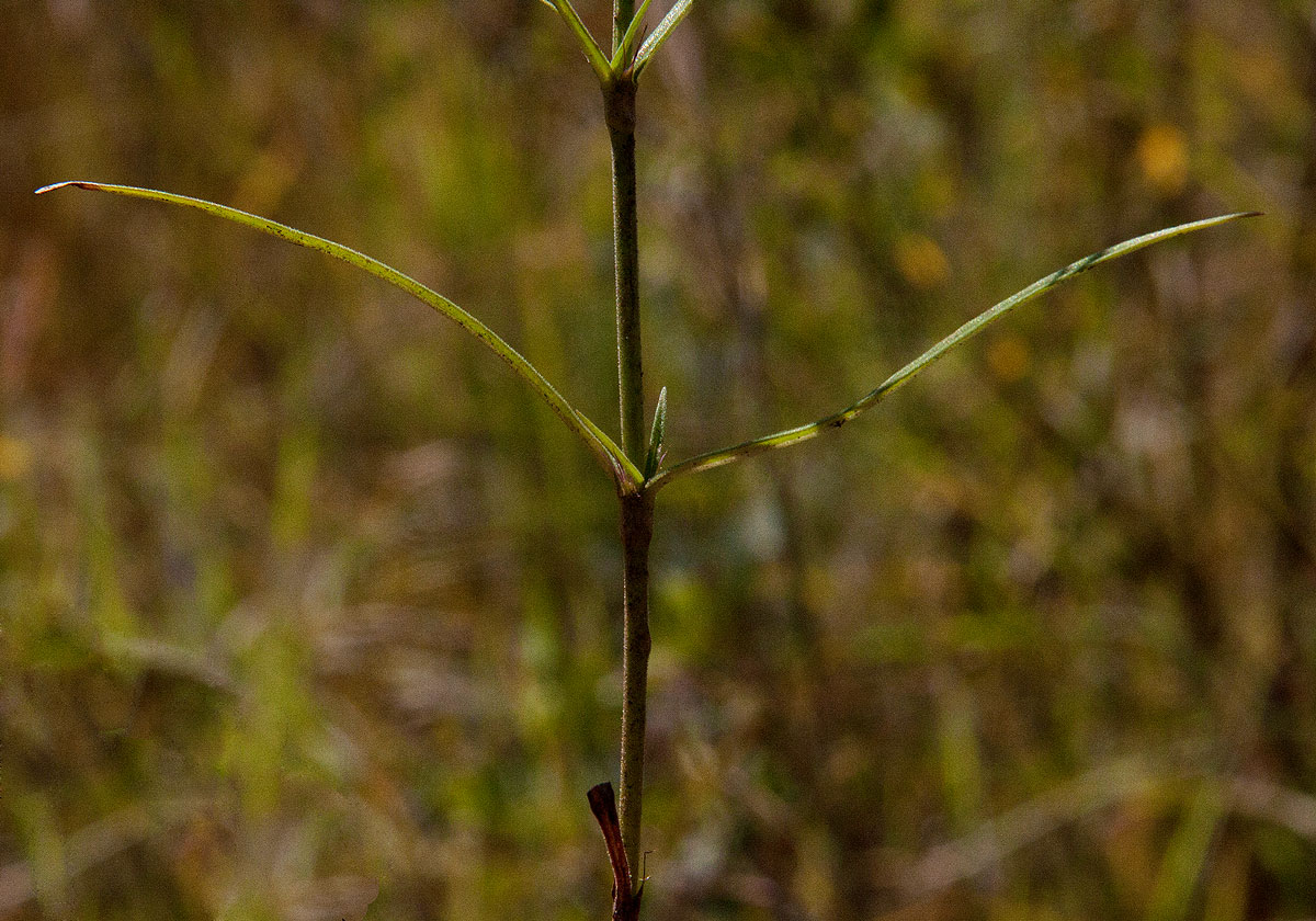 Cordylostigma longifolium