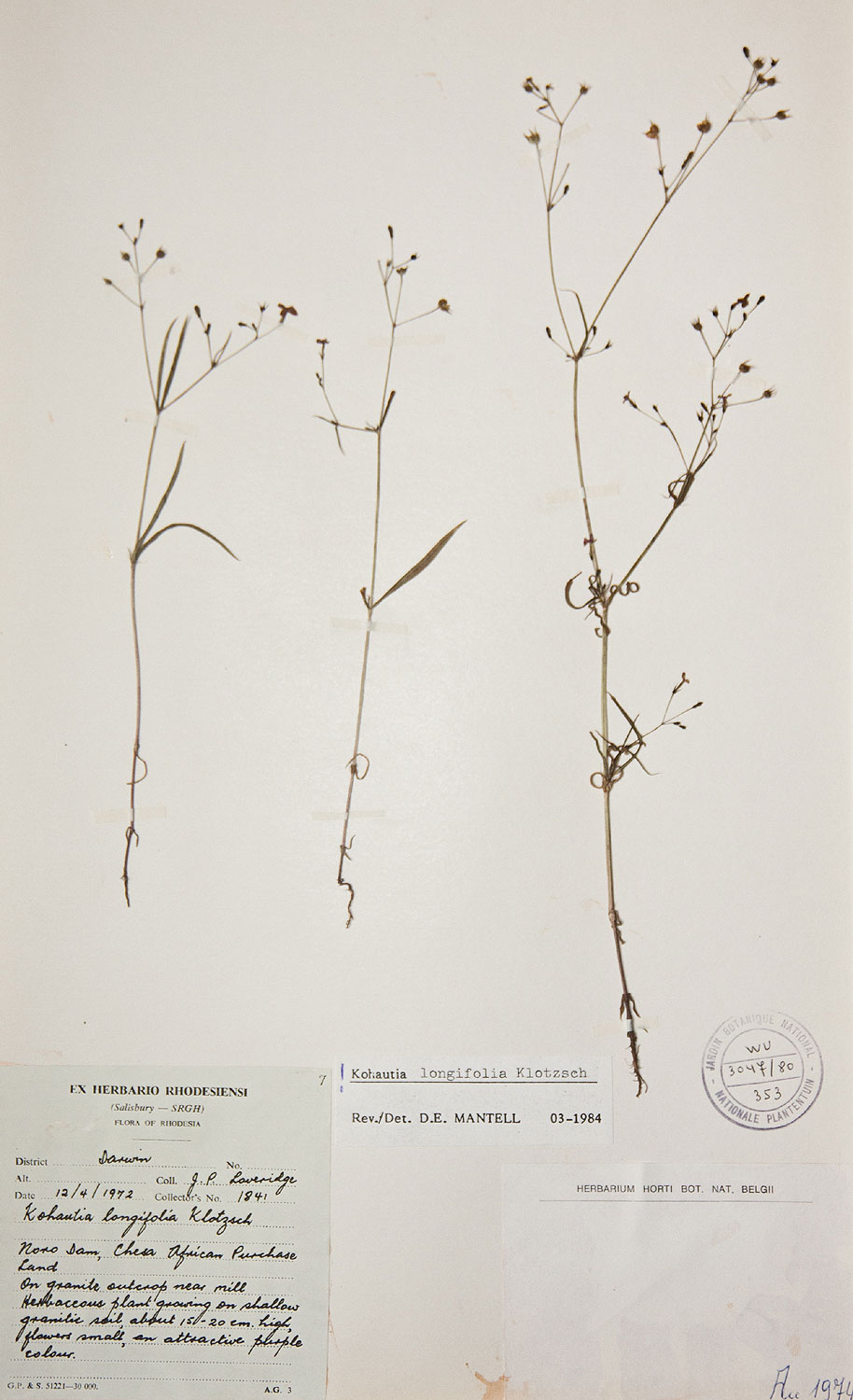 Cordylostigma longifolium