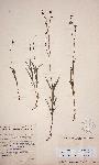 Kohautia subverticillata subsp. subverticillata