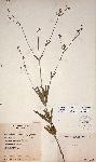 Kohautia subverticillata subsp. subverticillata