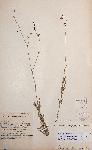 Kohautia subverticillata subsp. subverticillata