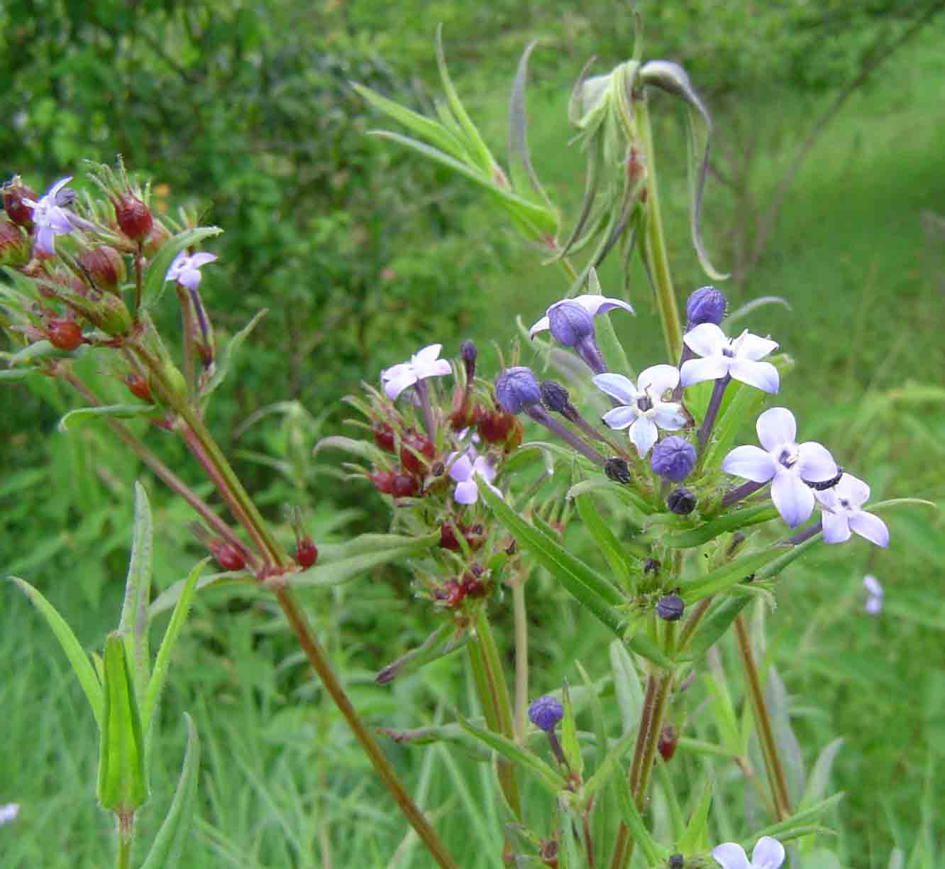 Conostomium natalense