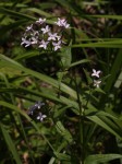 Conostomium natalense