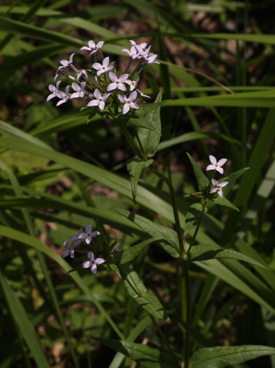 Conostomium natalense