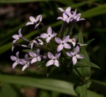 Conostomium natalense