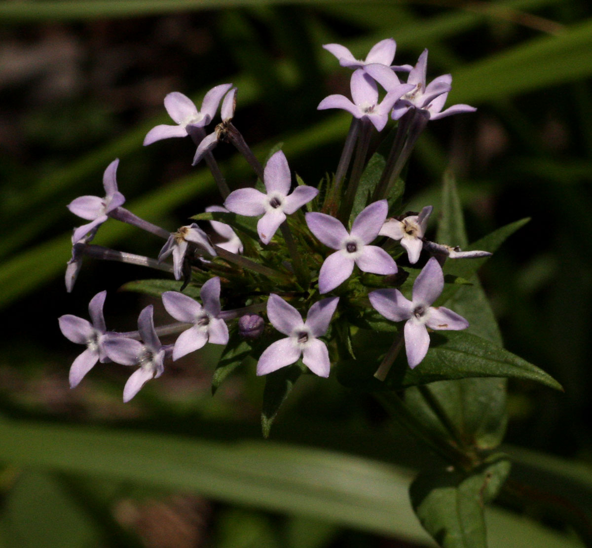 Conostomium natalense