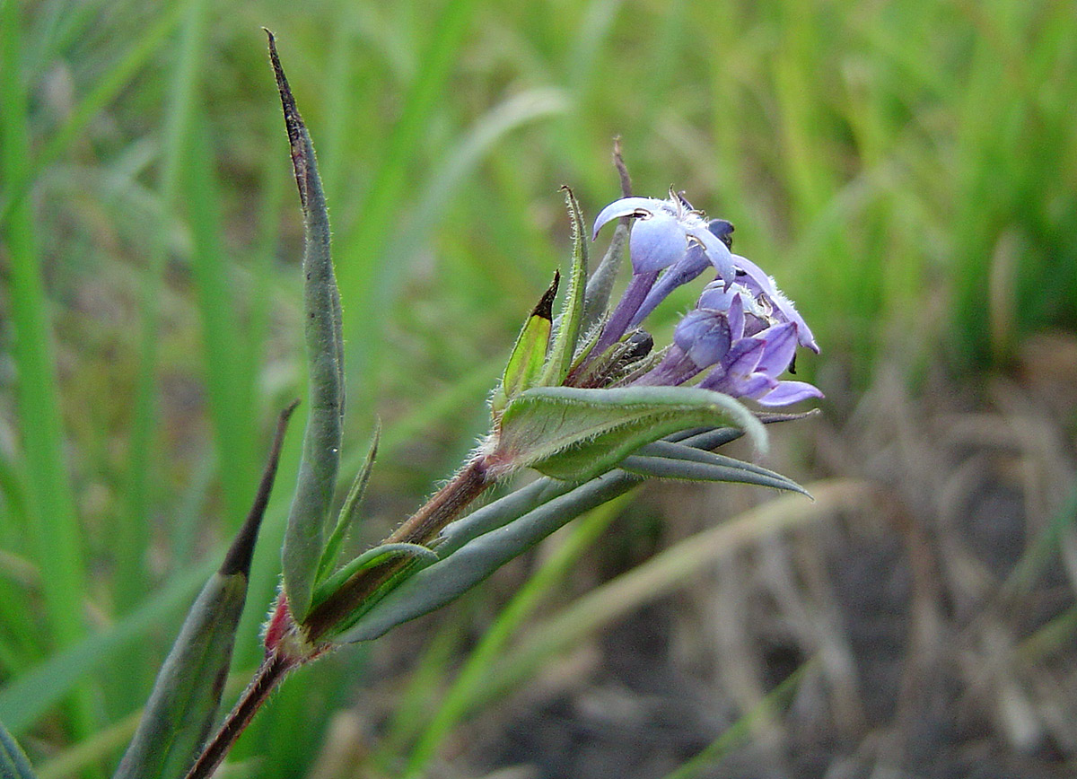 Conostomium natalense