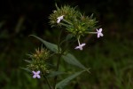 Conostomium natalense