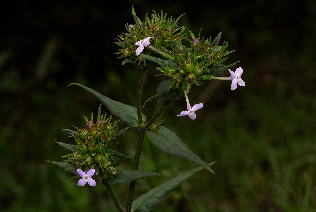Conostomium natalense