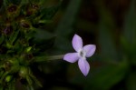 Conostomium natalense