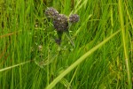 Agathisanthemum globosum