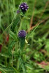 Agathisanthemum globosum