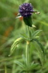Agathisanthemum globosum