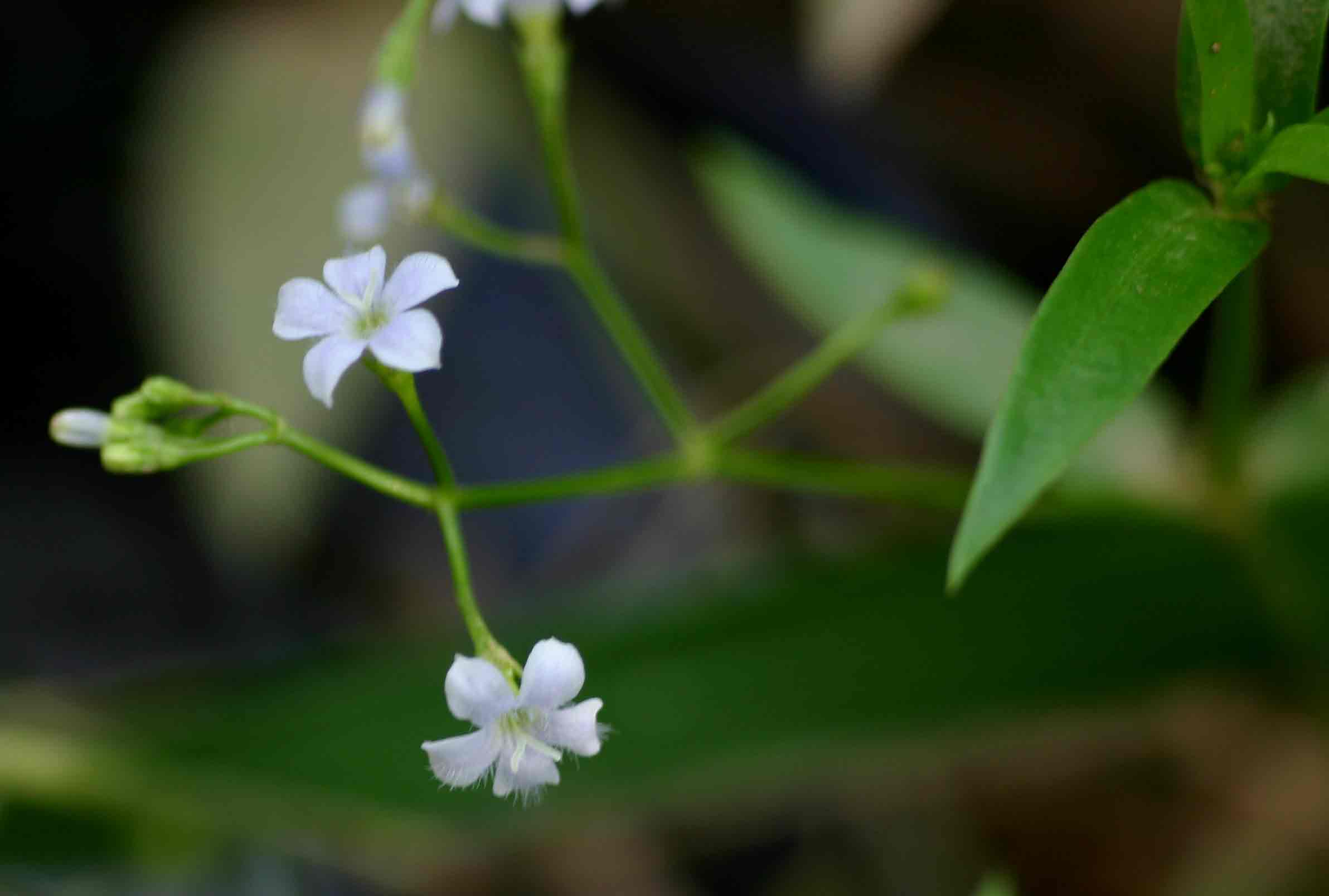 Pentodon pentandrus var. minor