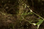Oldenlandia affinis var. fugax