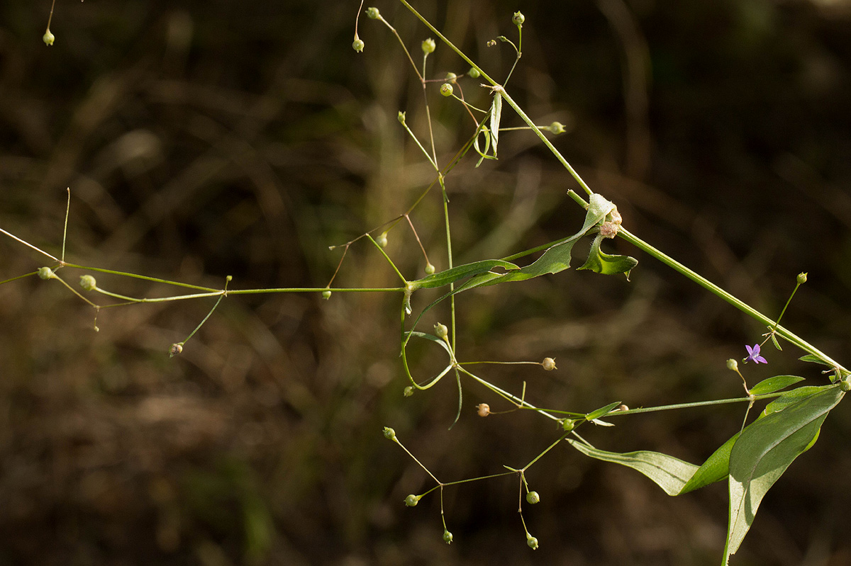 Oldenlandia affinis var. fugax