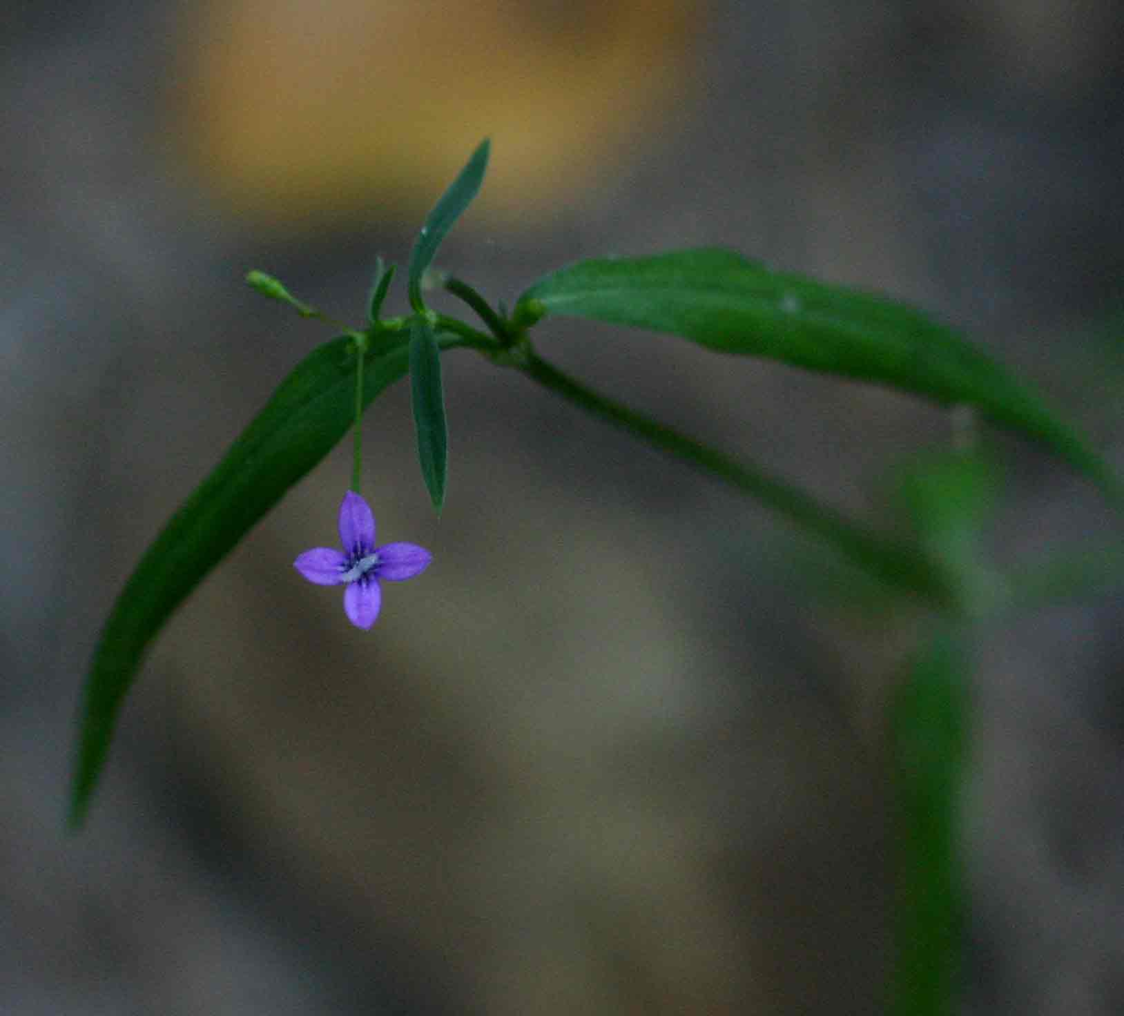 Oldenlandia affinis var. fugax