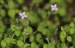 Oldenlandia cana