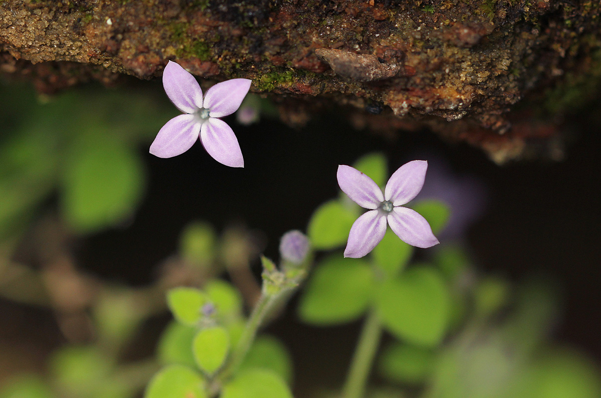 Oldenlandia cana