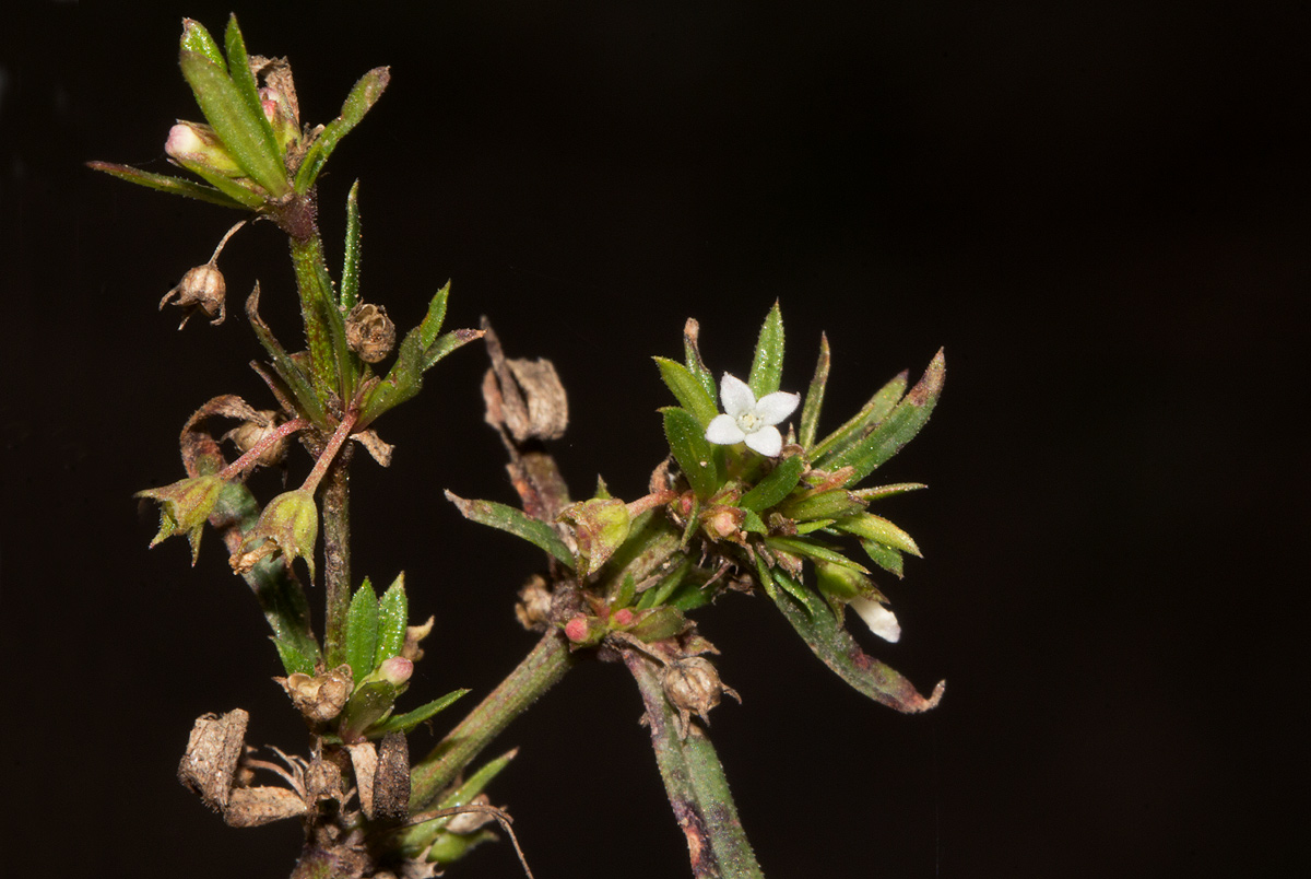 Oldenlandia corymbosa var. caespitosa